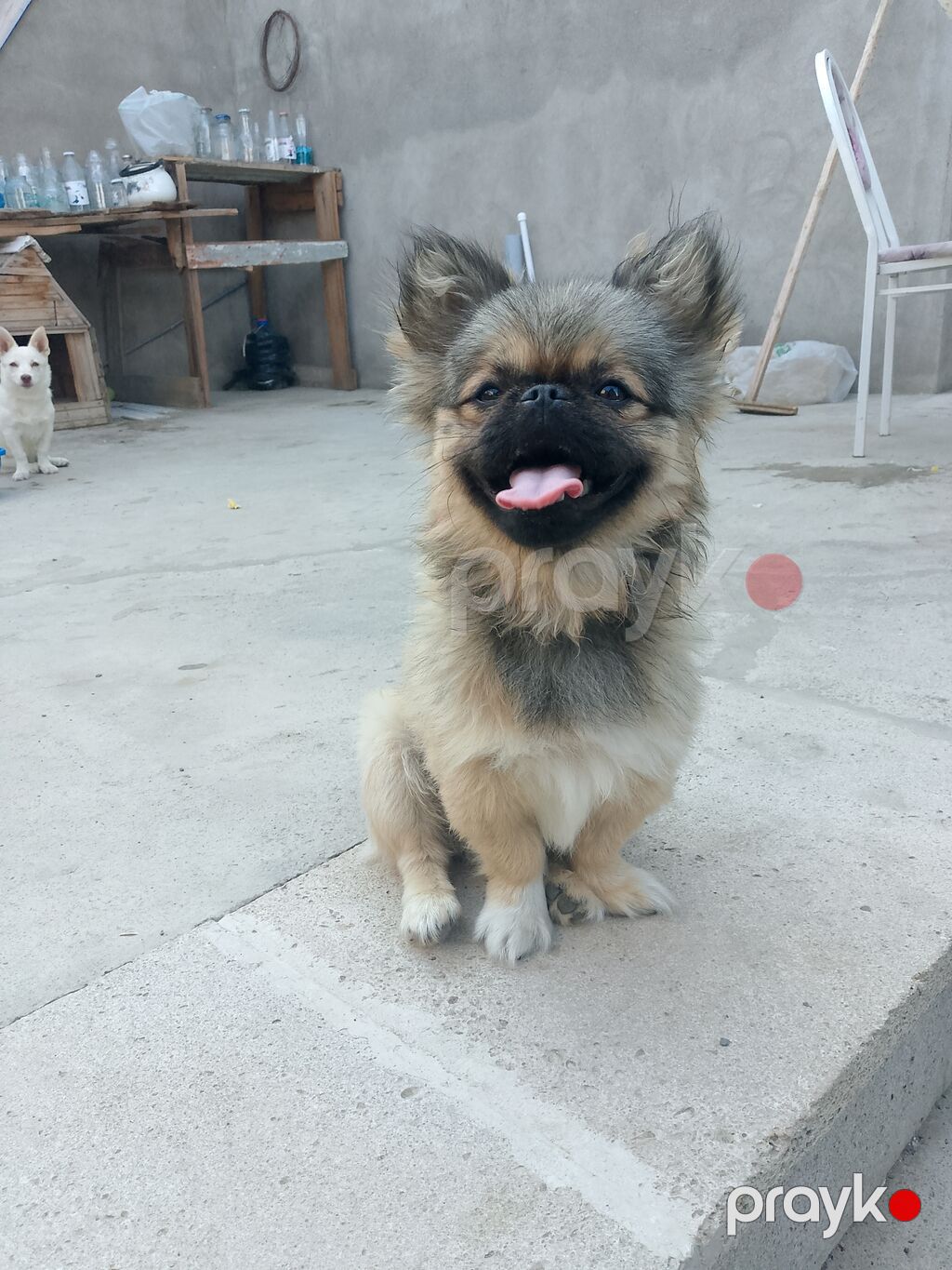Pekines, 5 ay, Erkək, Peyvəndli, Ünvandan götürmə — Köpəklər, Bakı (2)