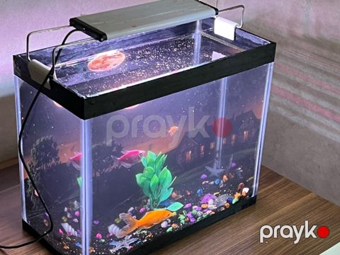 Akvarium və balıqlar — Bakı