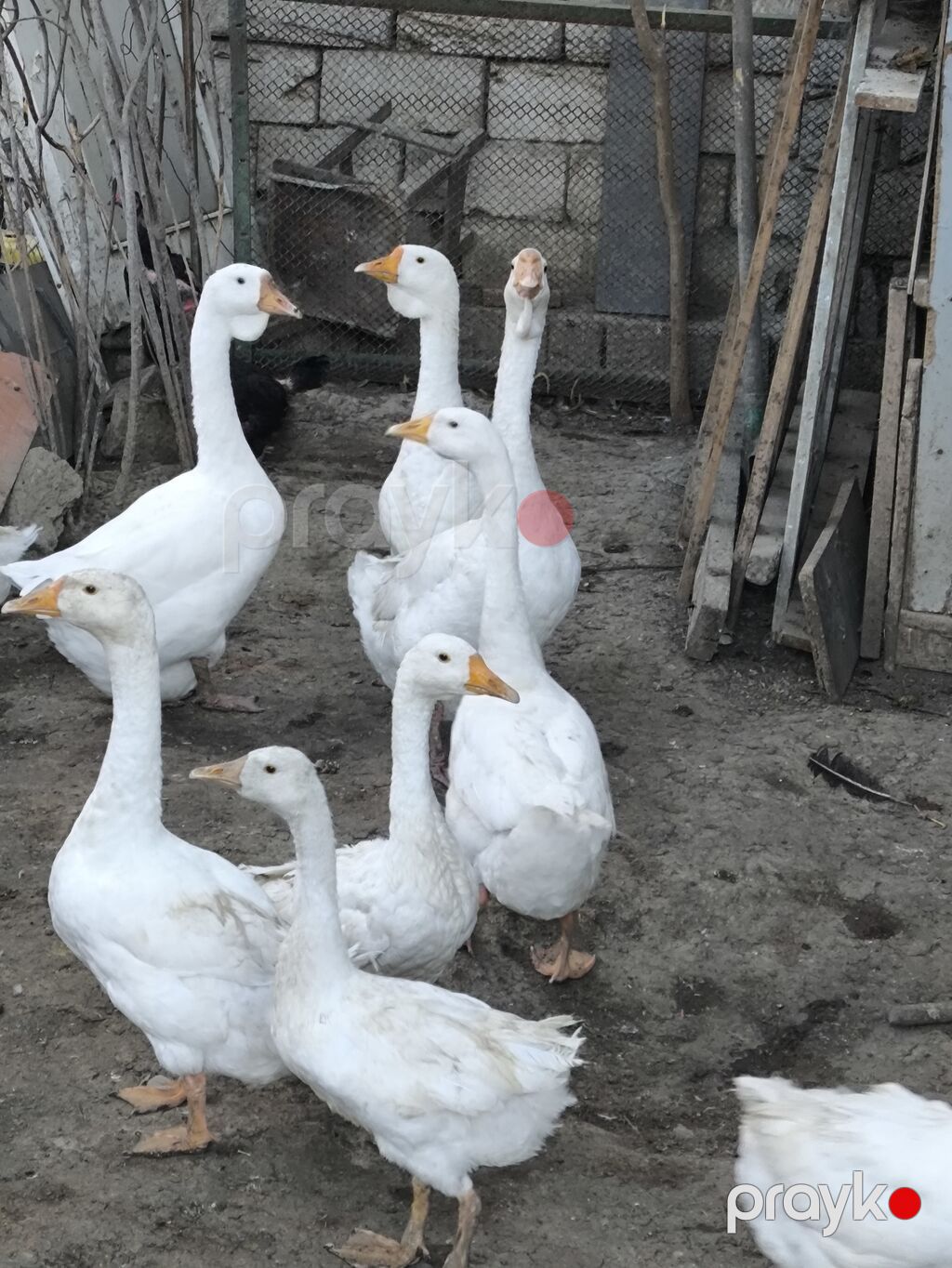 Ağ linda qazlar – boyukler ve balacalar var yerli fermada bəslənmiş — Digərləri, Bakı (3)