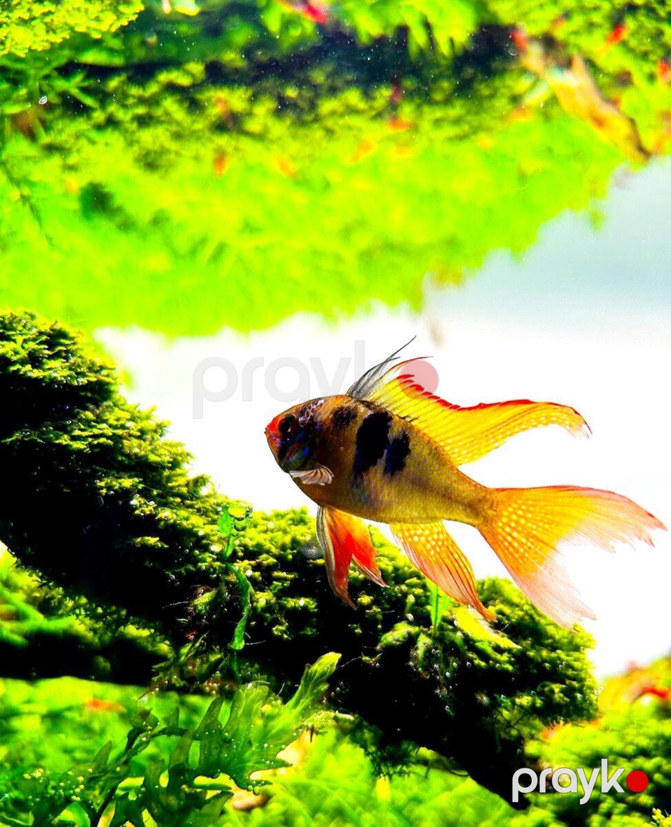 Ramirezi longfin balığı — Akvariumlar və balıqlar, Bakı (3)