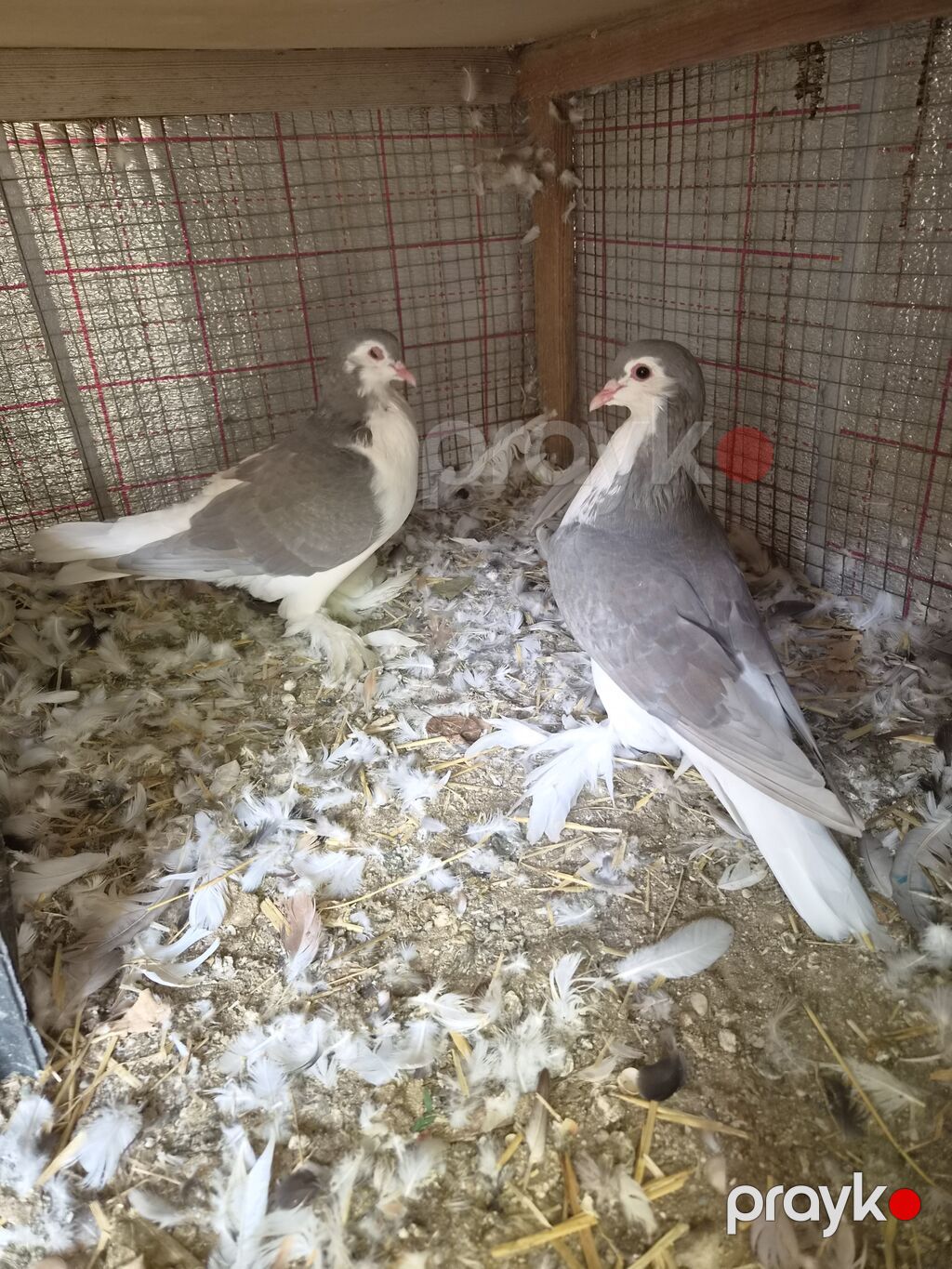 Erkek mayadi — Göyərçin, Sumqayıt (2)