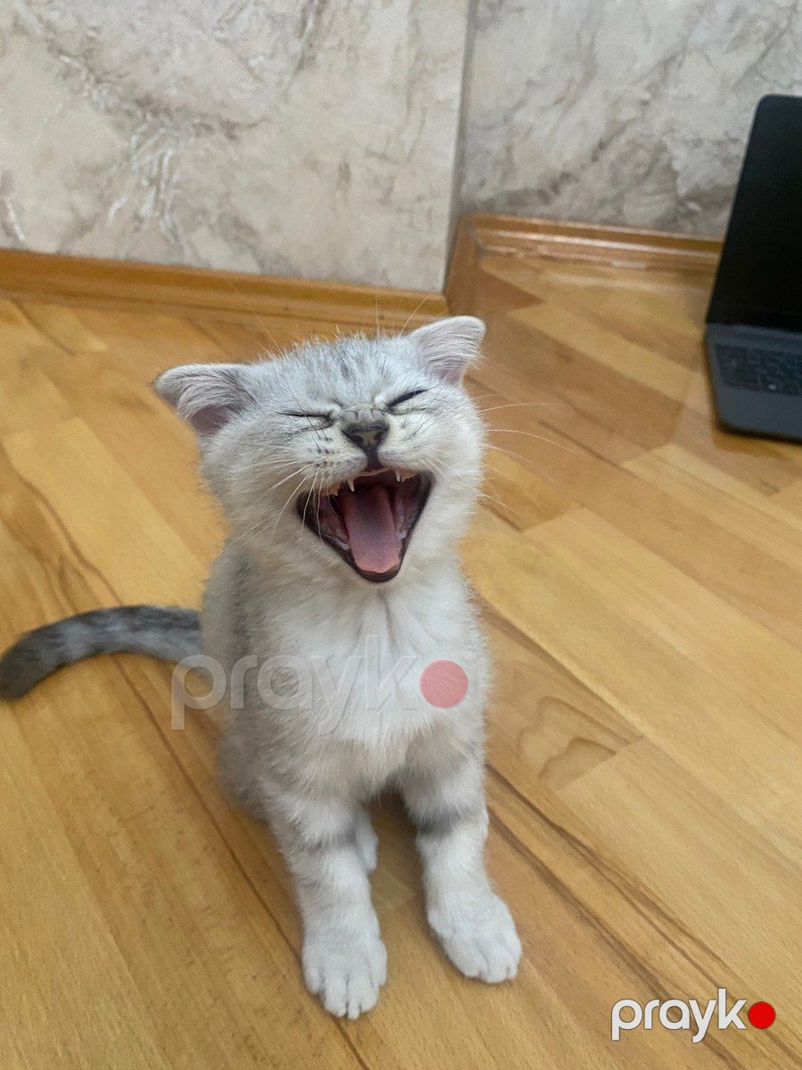 Шотландские котята — Pişiklər, Bakı (5)