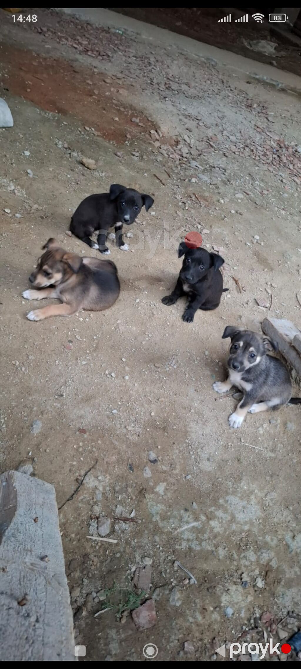 Zvonok, 1 ay, Dişi — Köpəklər, Digah (4)