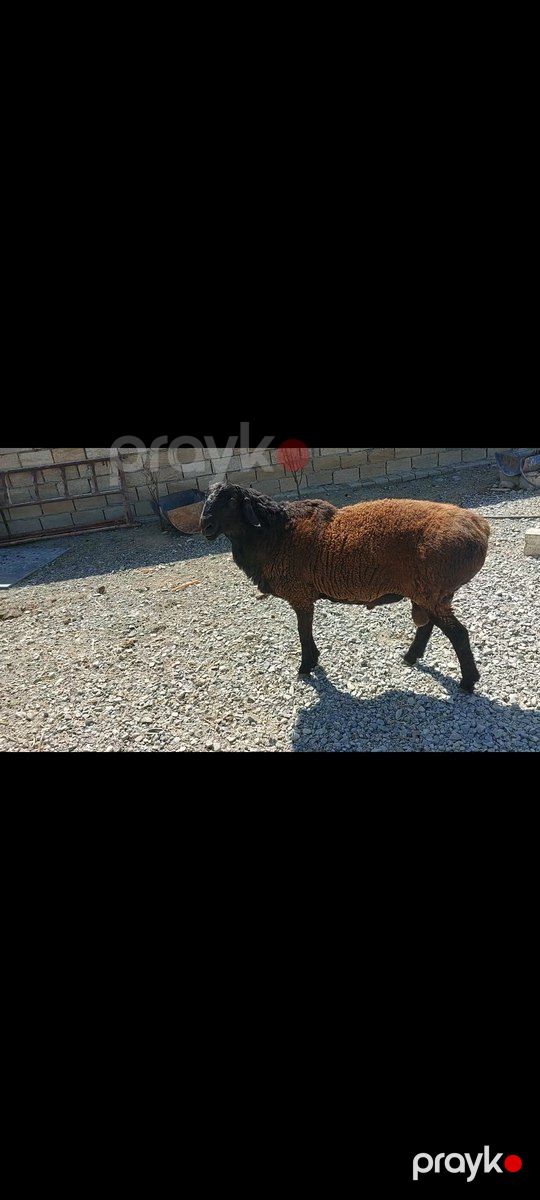 Qoç — Kənd təsərrüfatı heyvanları, Sumqayıt (4)