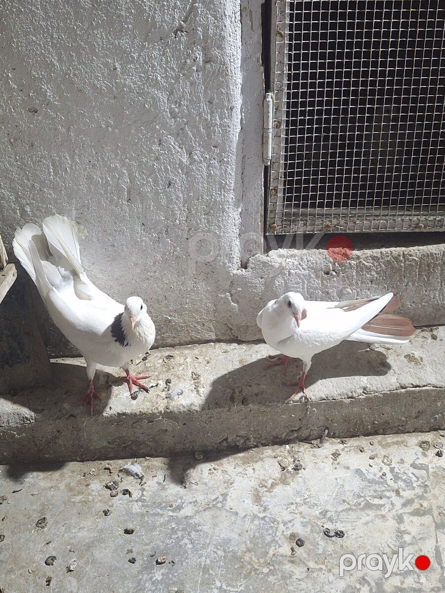 Göyərçinlər — Quşlar, Bakı (3)