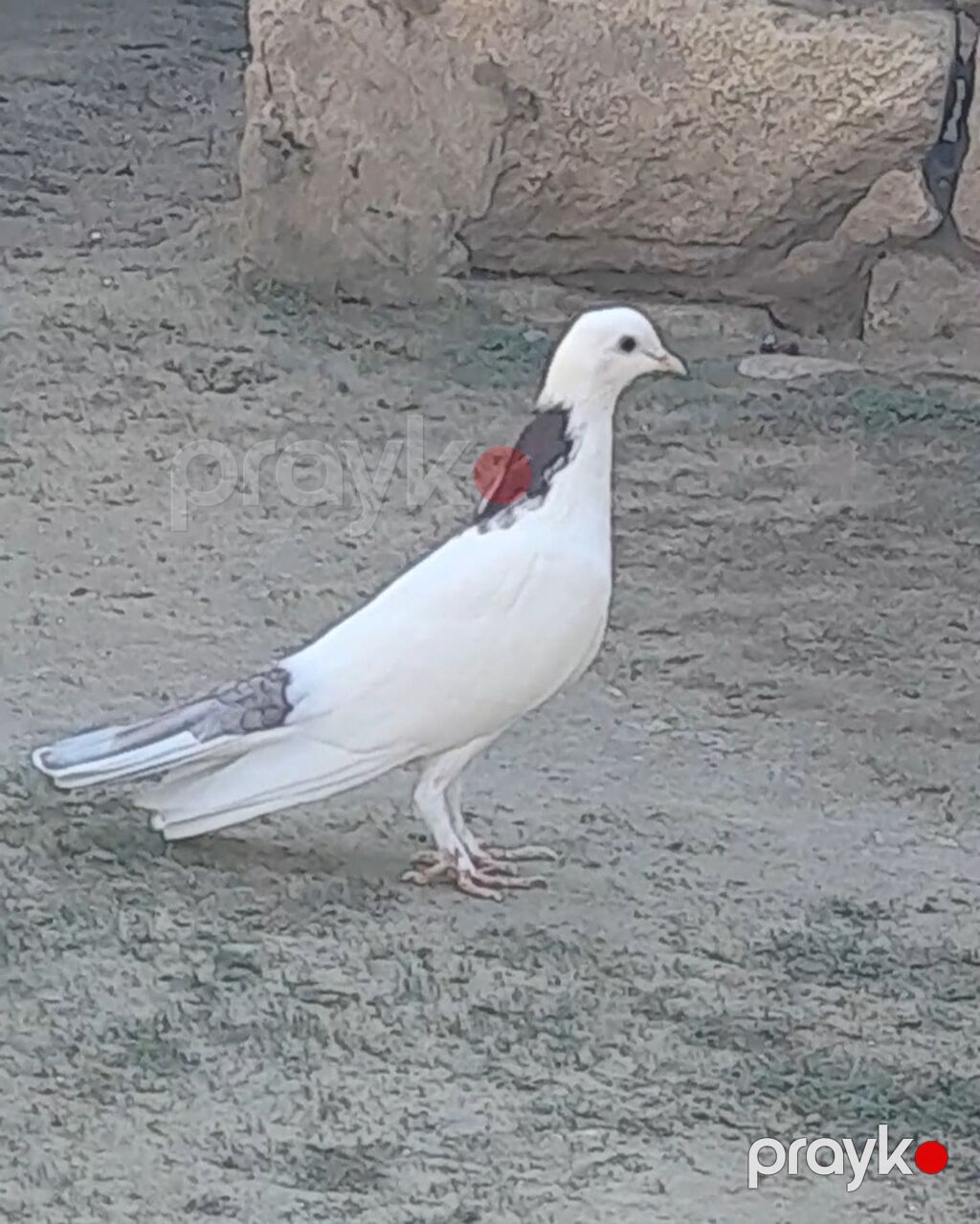 2 side tutulmadi erkeydi 2 side — Göyərçin, Bakı (3)