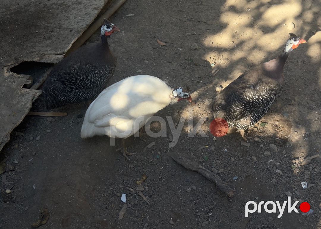 Firənglər (sesarlar) — Quşlar, Bakı (2)