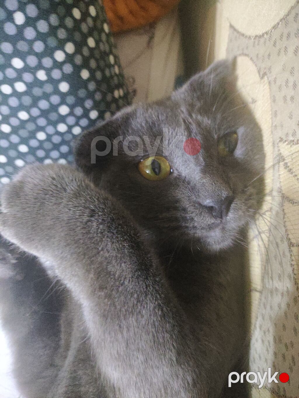 Şotland yastı qulaq, Erkək — Pişiklər, Bakı (2)