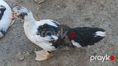 Lal őrdəklər — Bakı