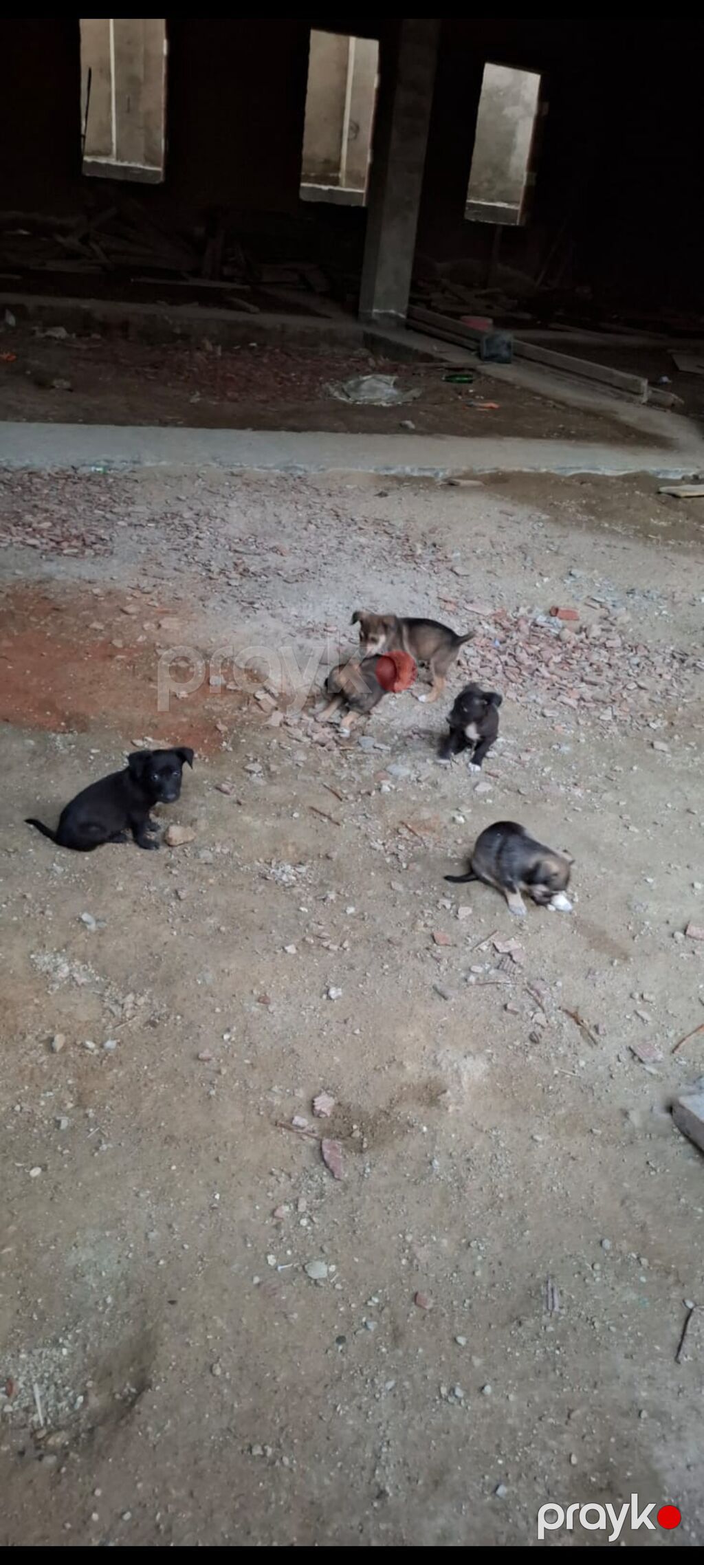 Zvonok, 1 ay, Dişi — Köpəklər, Digah (7)
