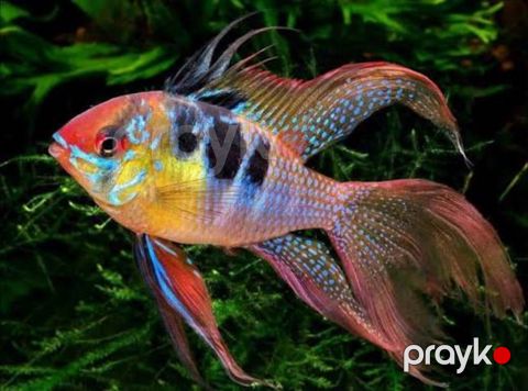 Ramirezi longfin balığı — Bakı