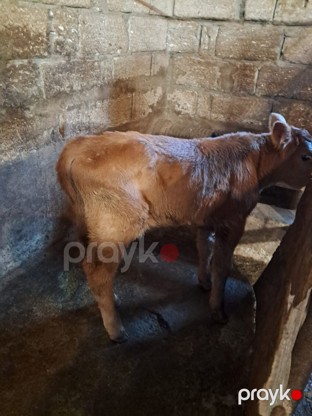 Satlıq buzovlarZiğdadir - Cins/type: Yerli qarışQiıqlar (qara‑ağ alaca — Kənd təsərrüfatı heyvanları, Bakı (5)