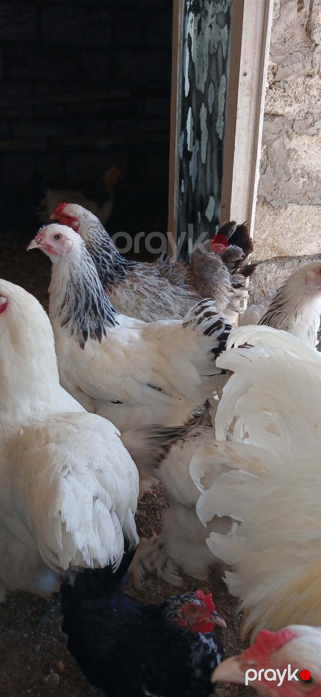 Toyuq, Brama, Damazlıq — Toyuq və xoruz, Bakı (10)
