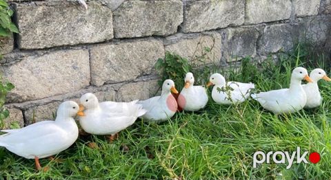 Salam,kalduk ördəkləri satılır.Ağ rəngli kiçik mini — Liman