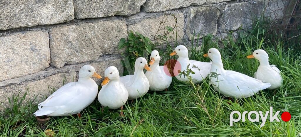 Salam,kalduk ördəkləri satılır.Ağ rəngli kiçik mini — Digərləri, Liman (2)