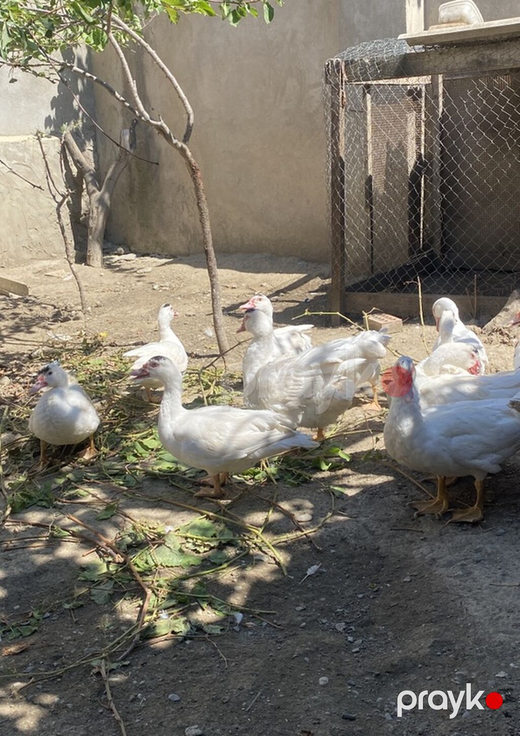 Lavanda lal ördəklər satılır. Hamısı 4 aylıqdır. 2-si ana ördəkdir — Digərləri, Bakı (5)