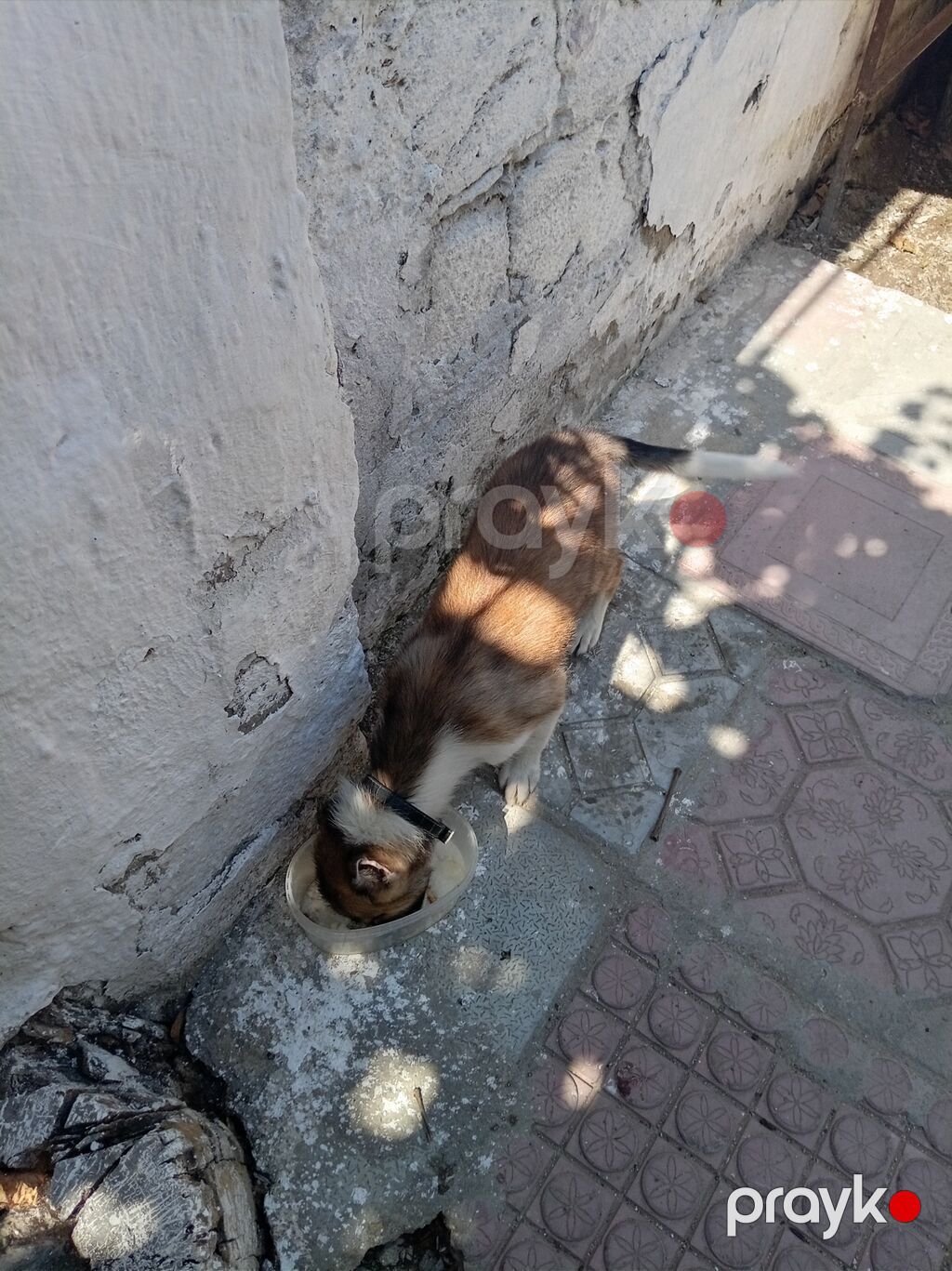 1 ay, Erkək, Cütləşmə üçün, Ünvandan götürmə — Köpəklər, Masazır (3)