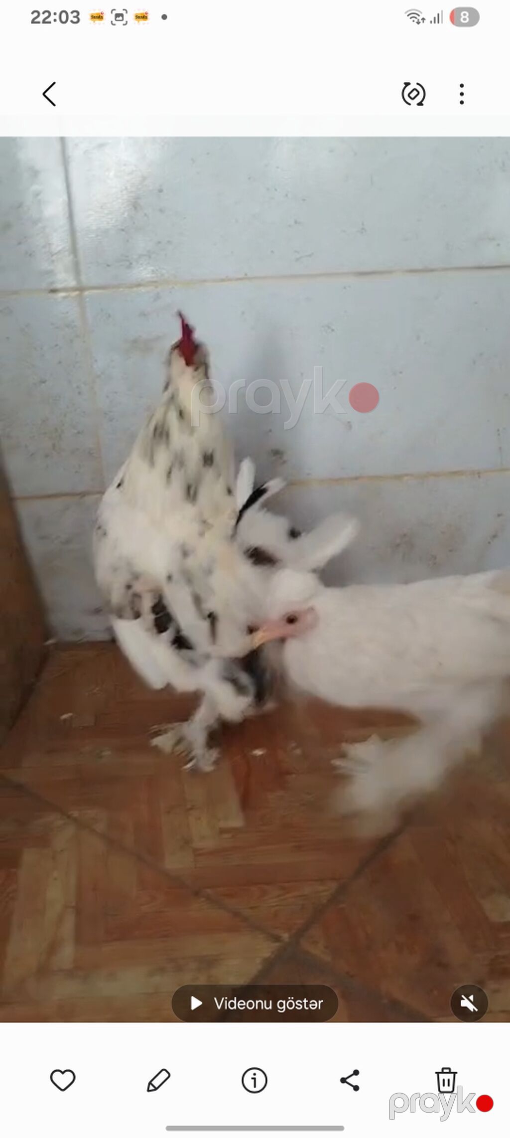 Toyuq, Damazlıq — Toyuq və xoruz, Göytəpə (4)