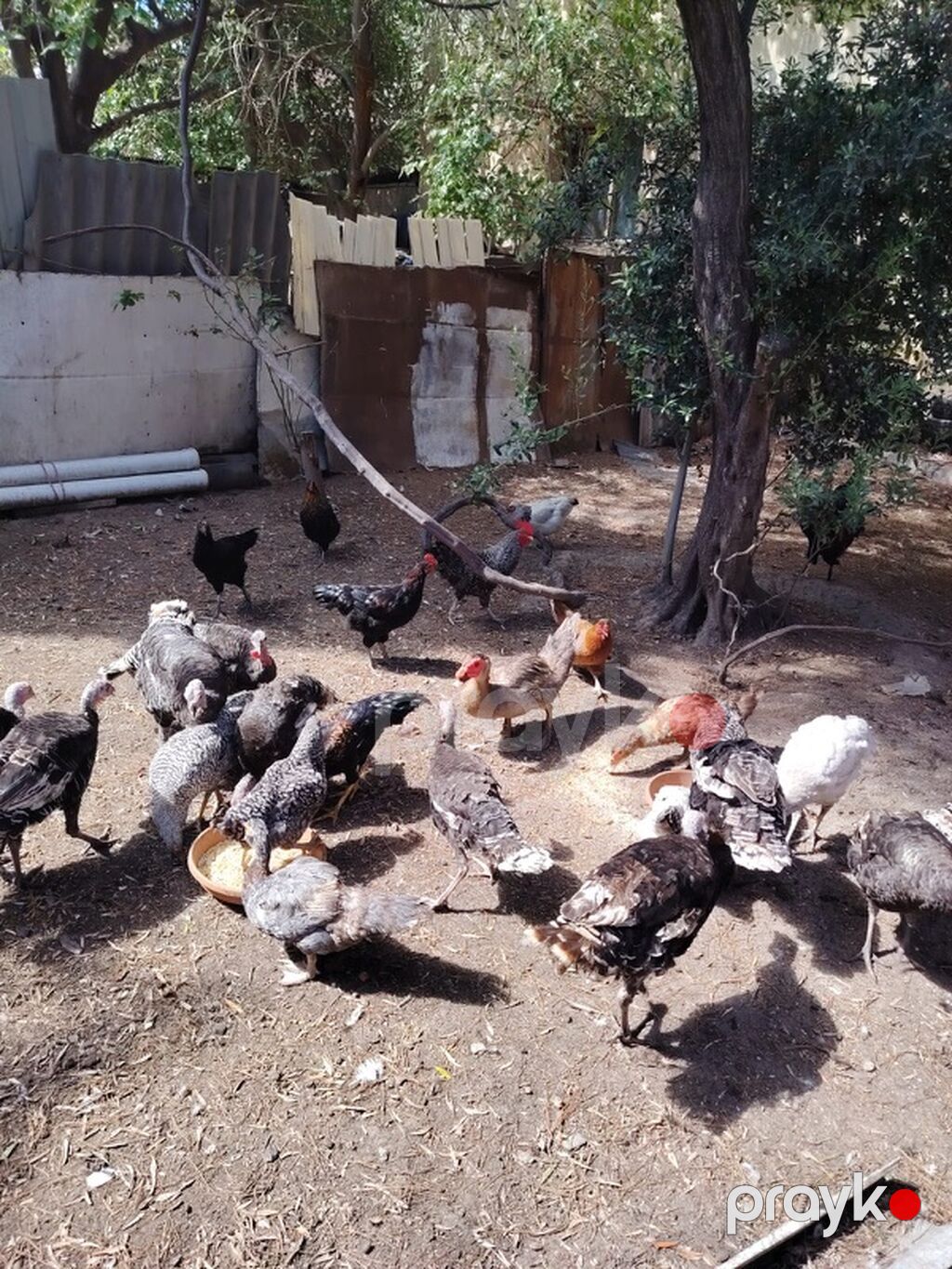 Toyuq, Damazlıq — Toyuq və xoruz, Masazır (10)