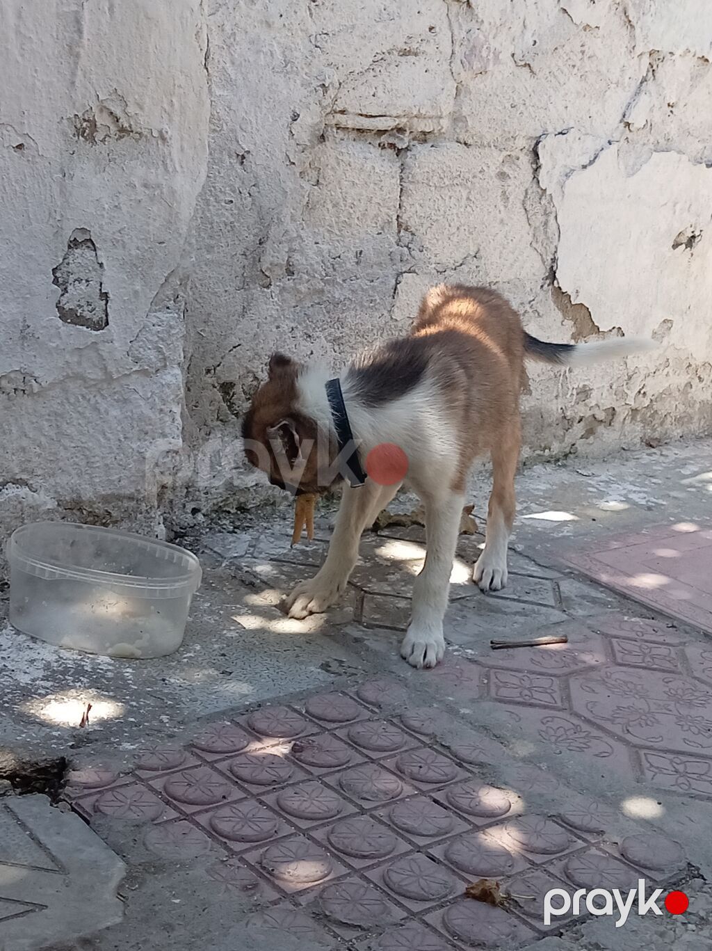 1 ay, Erkək, Cütləşmə üçün, Ünvandan götürmə — Köpəklər, Masazır (2)