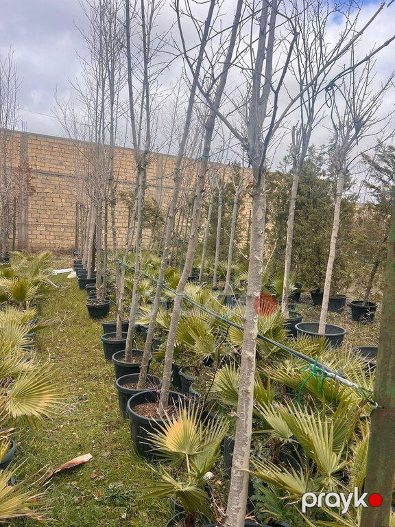 Çinar ağacı — Bitkilər, Bakı (3)