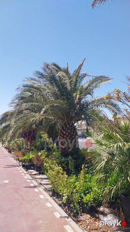 Ağaclar — Bitkilər, Bakı (6)