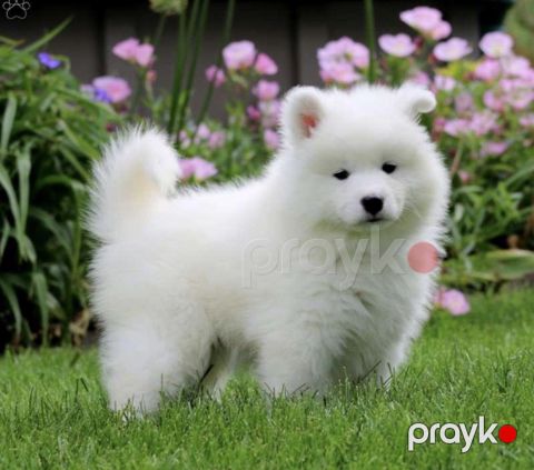 Samoyed balaları — Bakı