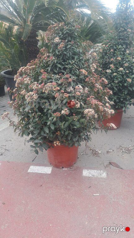 Bitkilər — Bitkilər, Bakı (8)