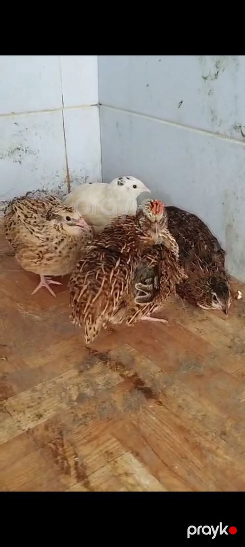 Salam — Göytəpə