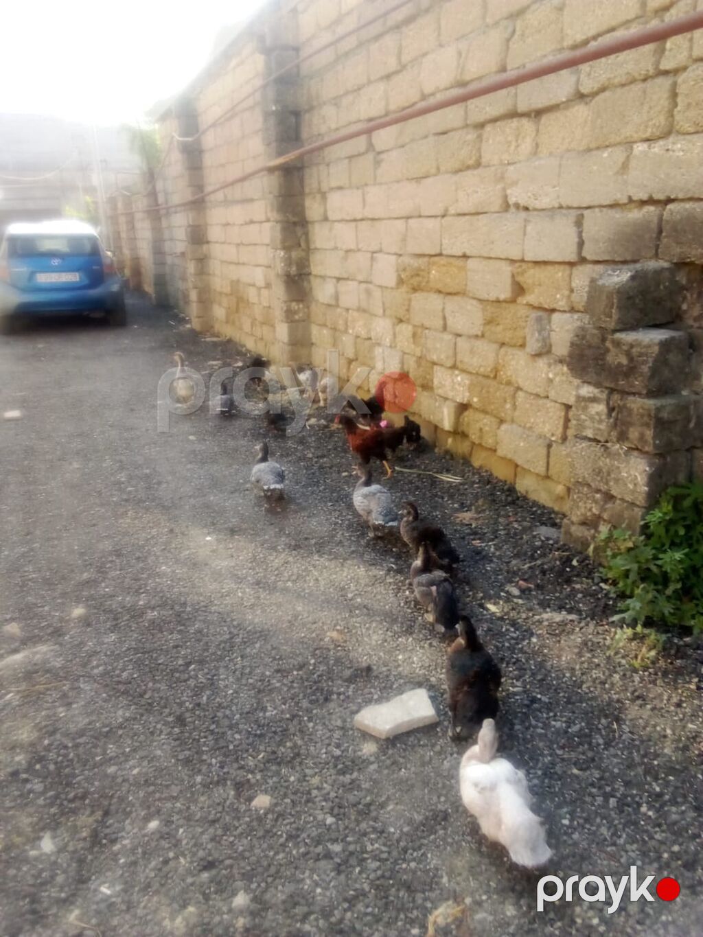 Muscovy ördəkləri – qarışıq rənglərdə balalar - Növ: Muscovy (hind) — Digərləri, Bakı (2)