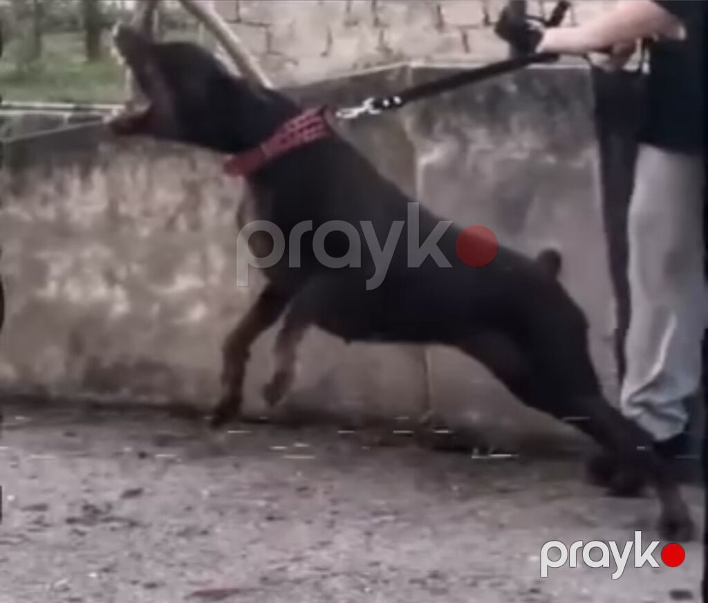 Doberman, 3 il, Dişi, Peyvəndli — Köpəklər, Bakı (5)
