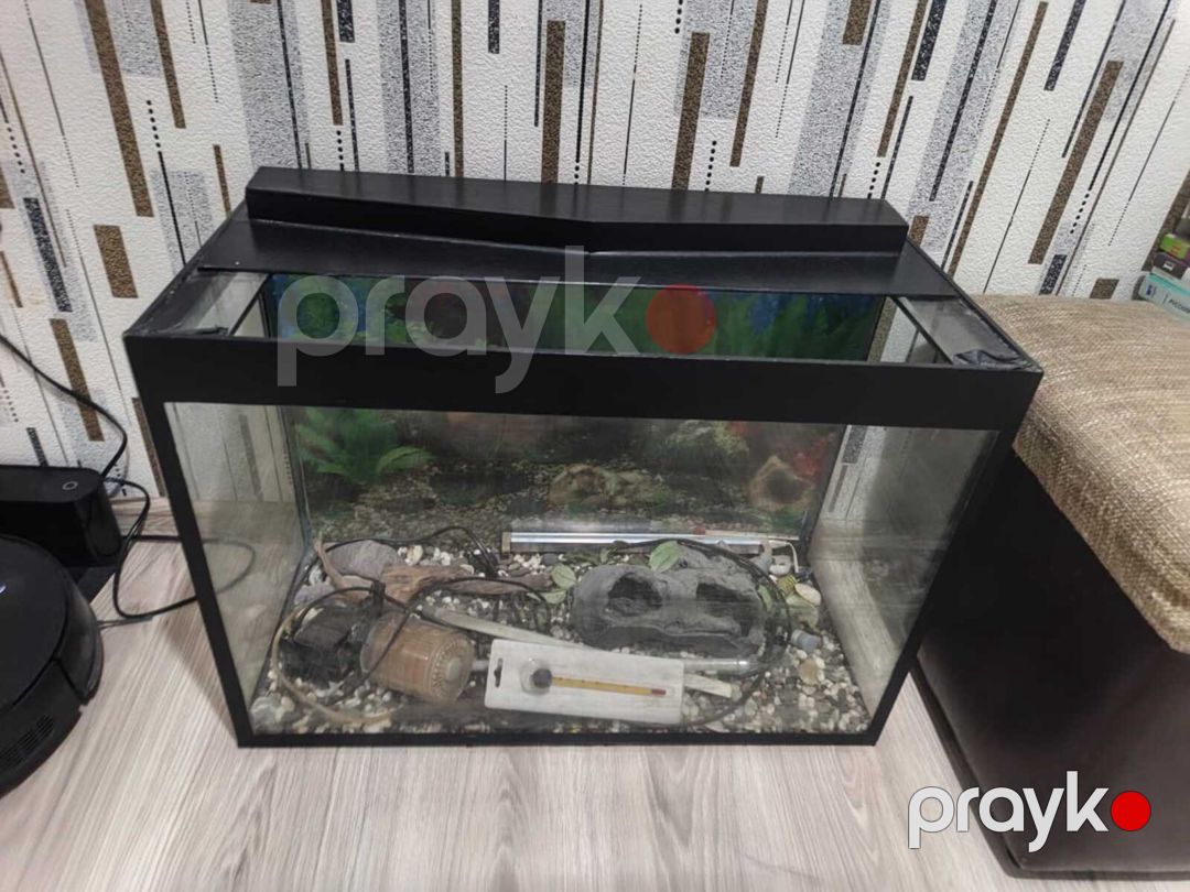 Akvarium — Akvariumlar və balıqlar, Bakı (3)