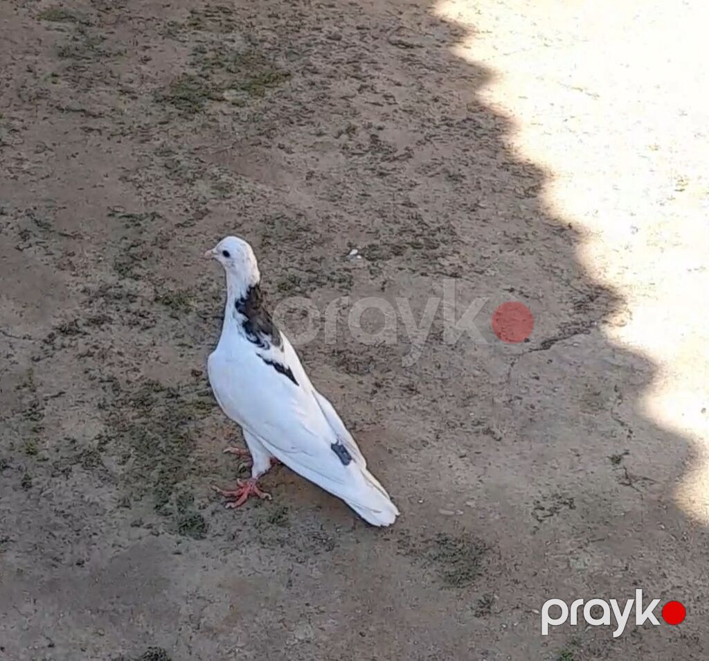 2 side tutulmadi erkeydi 2 side — Göyərçin, Bakı (5)