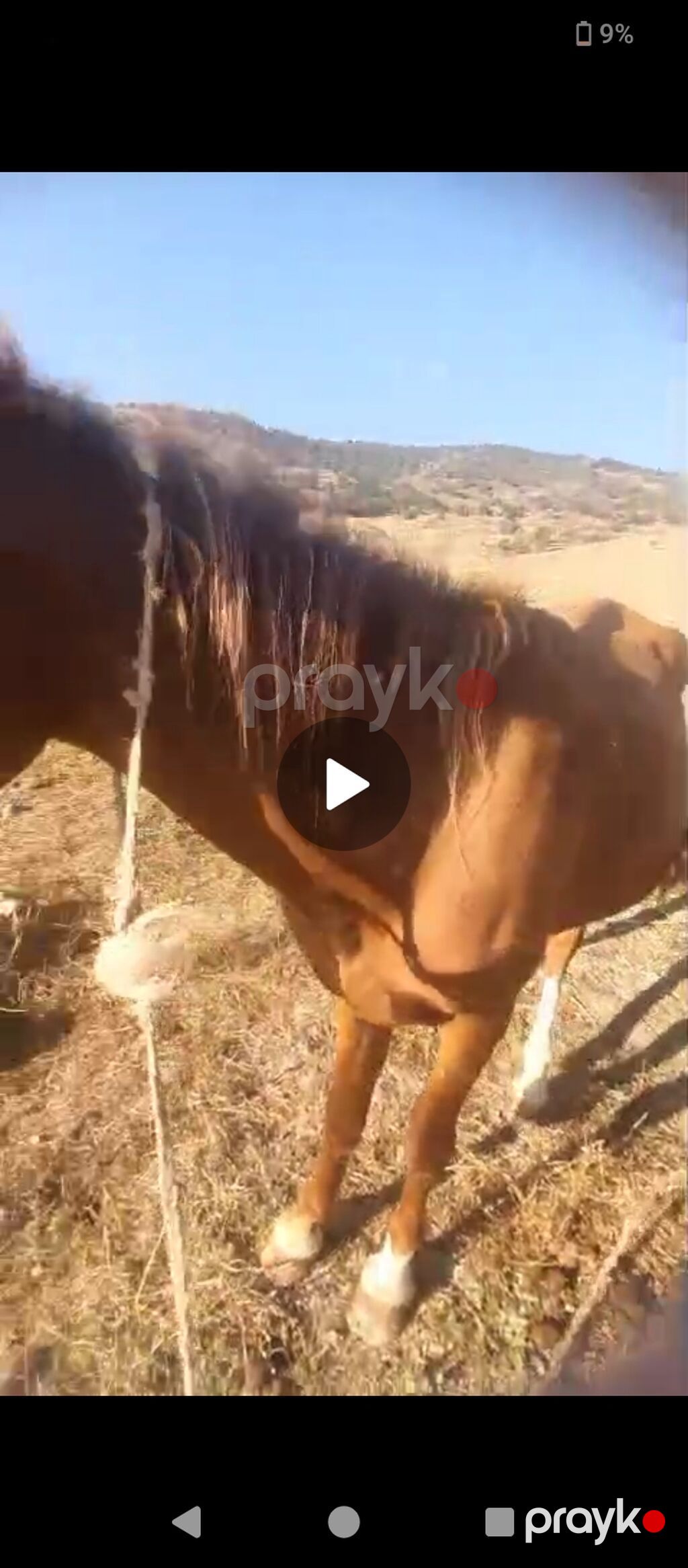 Erkək, il: 4 — Atlar, Xızı (2)