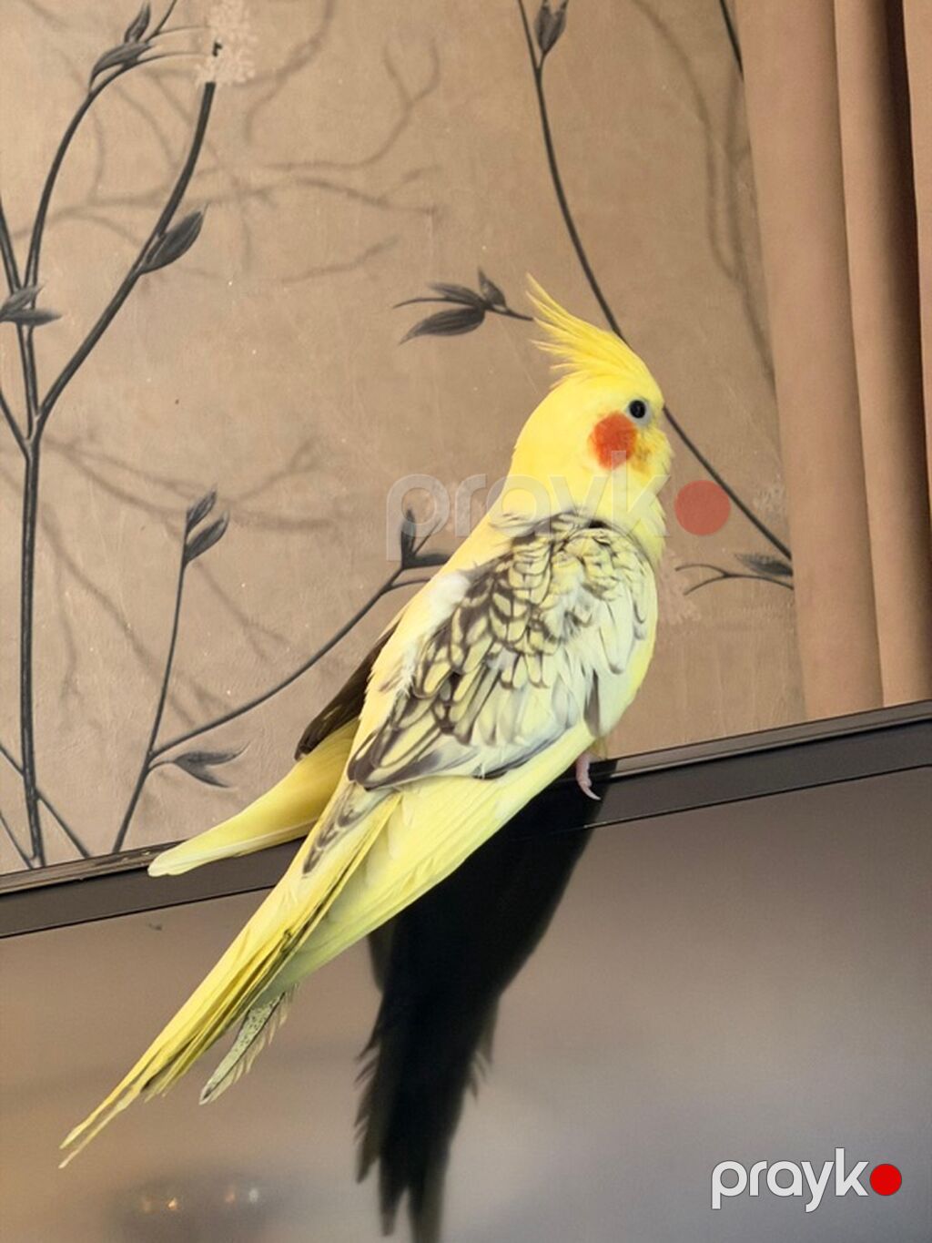 Nymph paraket (Cockatiel) – sarı lutin-perl mutasiyası - Rəng: açıq — Tutyun papağayı, Bakı (2)