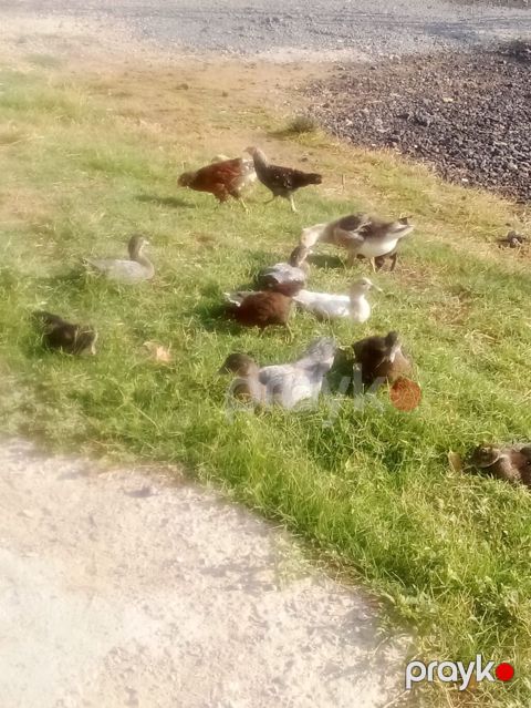 Muscovy ördəkləri – qarışıq rənglərdə balalar - Növ: Muscovy (hind) — Bakı