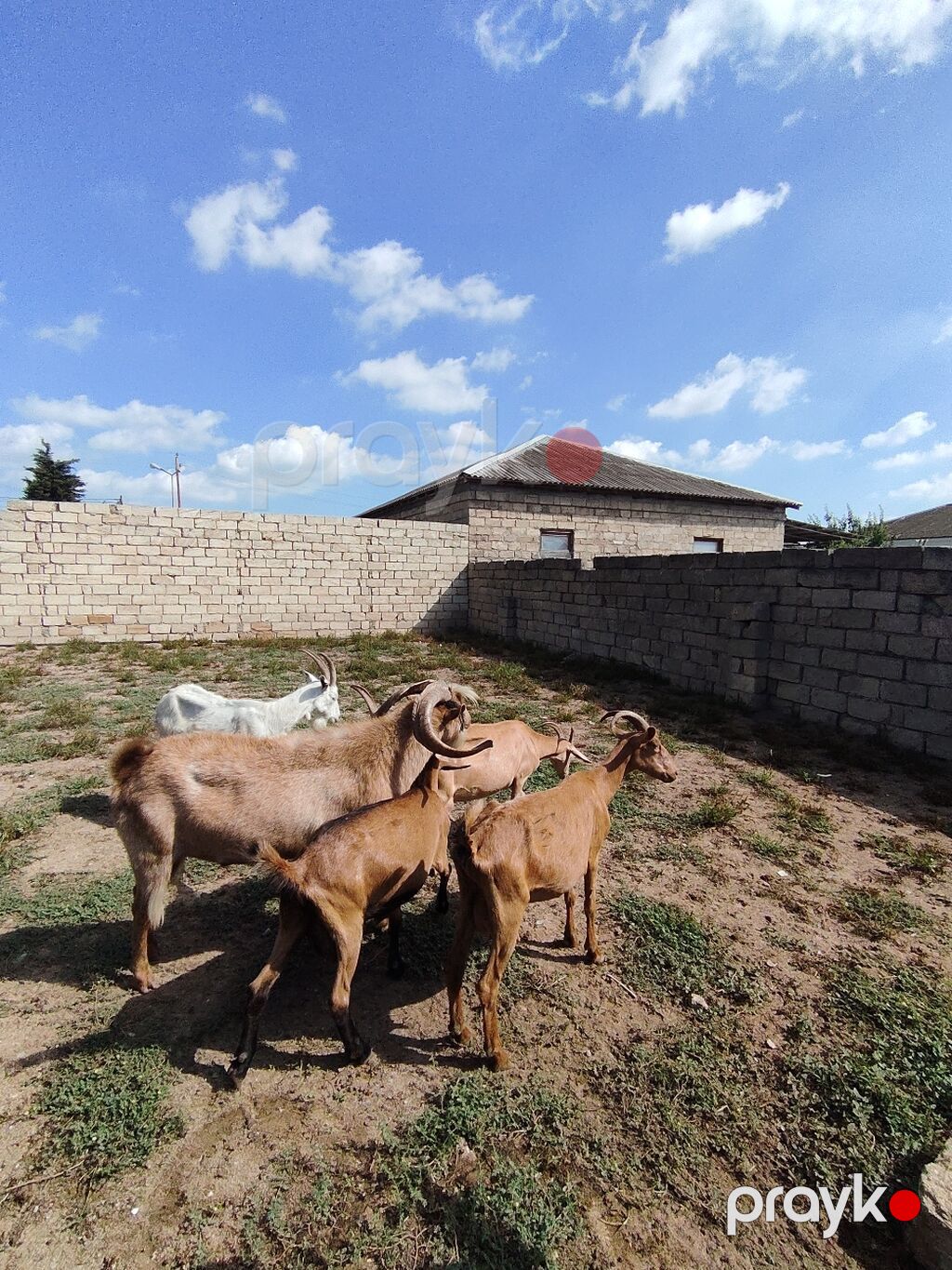 Salam 4 dişi 1 erkey keçi satılır 3 heyvan 3 qarın biri 4 qarın 3 — Kənd təsərrüfatı heyvanları, Digah (4)