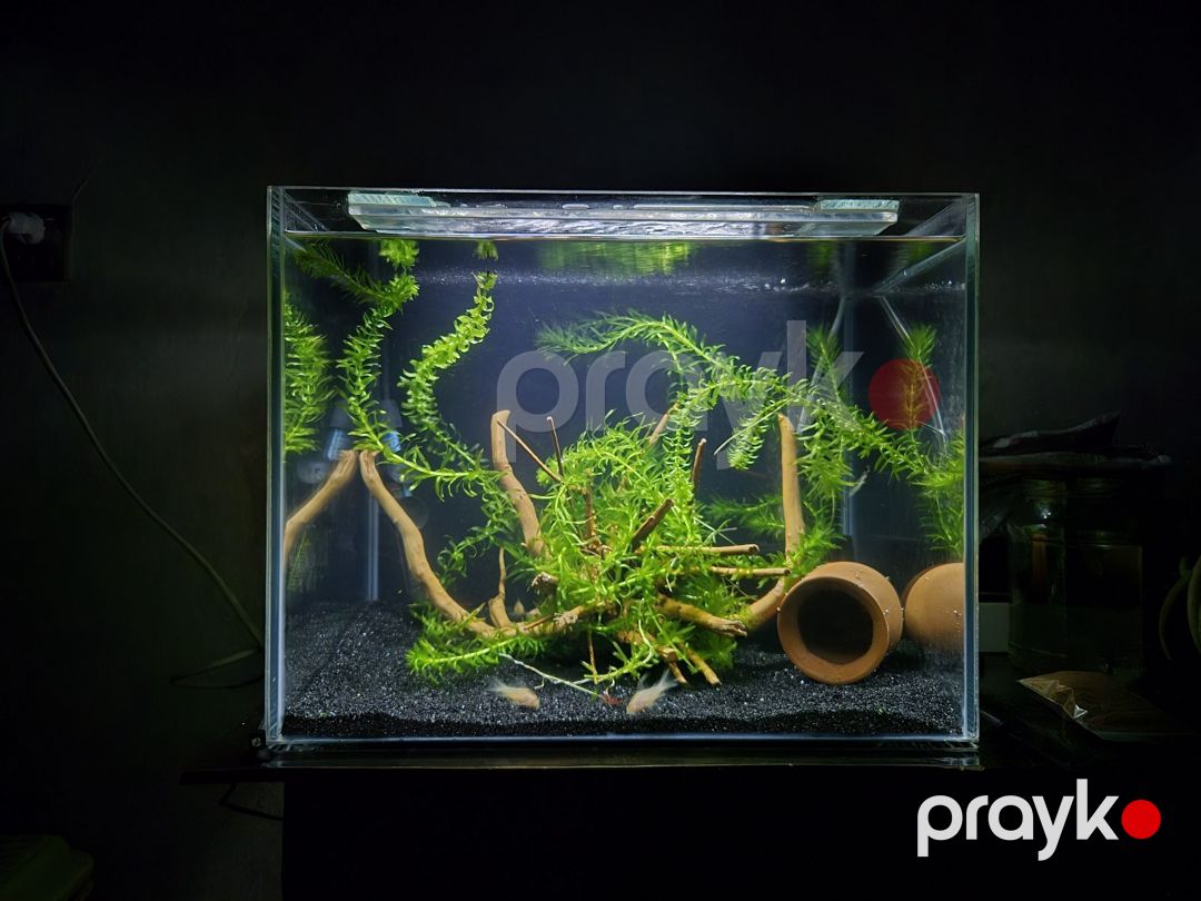 Akvarium — Akvariumlar və balıqlar, Bakı (4)