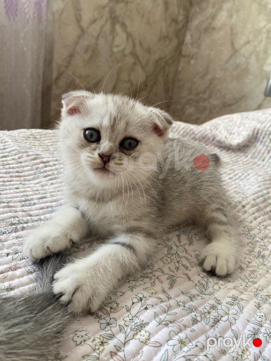 Шотландские котята — Pişiklər, Bakı (4)