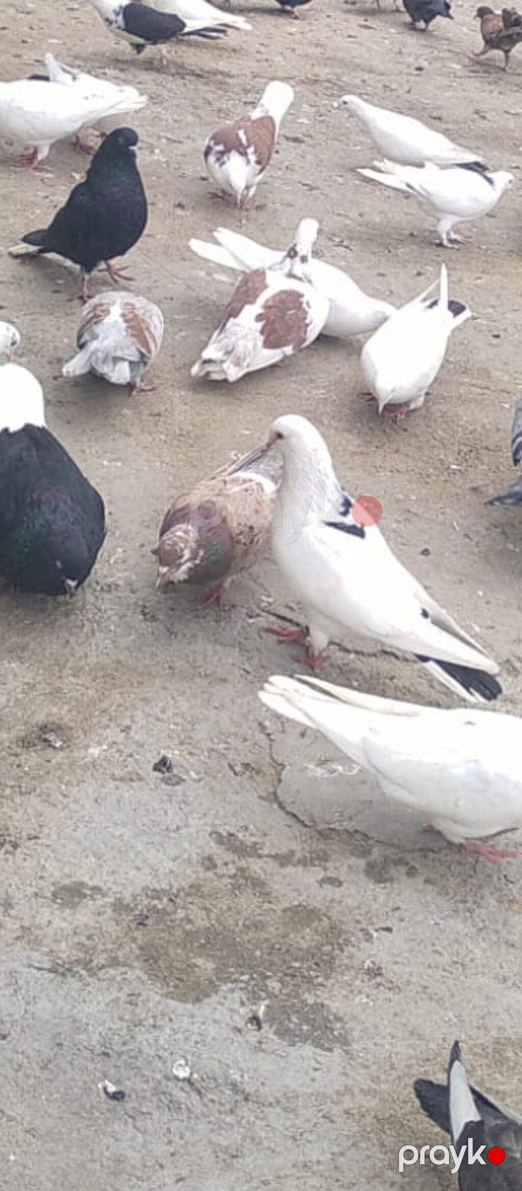 Salam heyvanlar satılır başqa. quşlarda var whatsapda yazin şekil — Göyərçin, Bakı (2)
