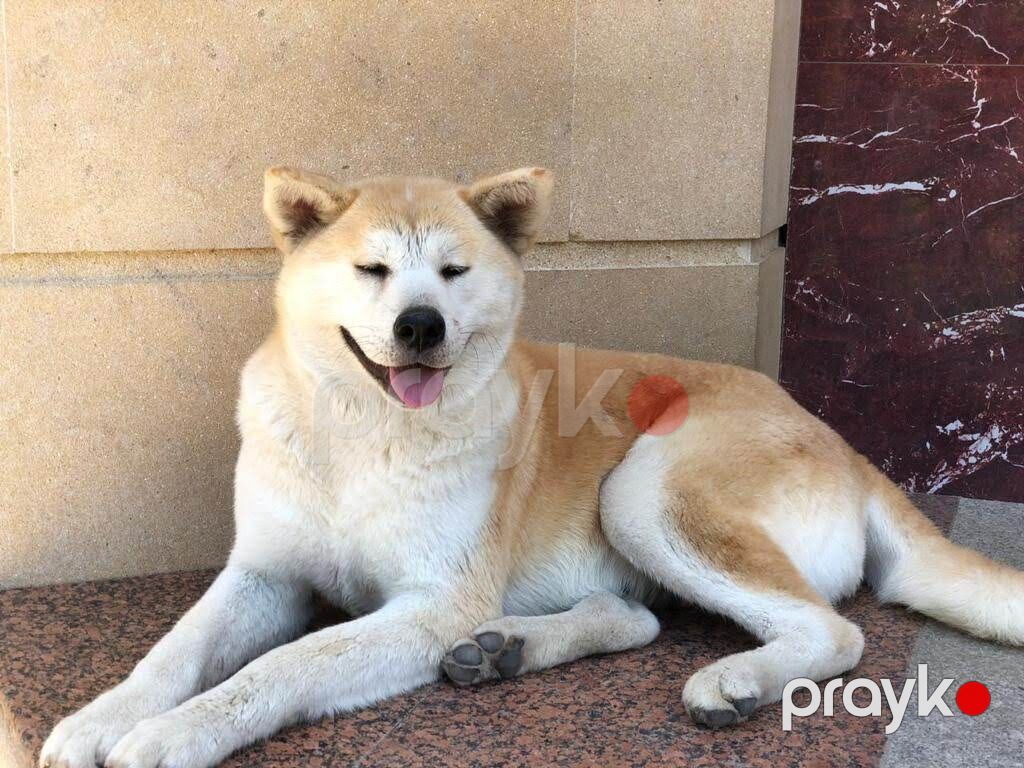 Akita-inu — Köpəklər, Bakı (3)