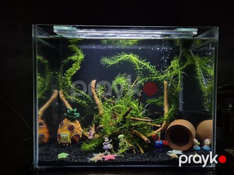Akvarium — Bakı