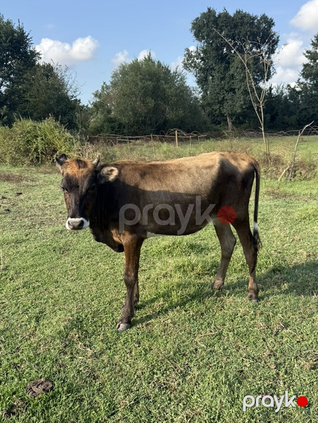 Dişi, il: 1, Damazlıq — Kənd təsərrüfatı heyvanları, Masallı (3)