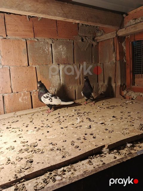 Hazır cutduler qiymət ikisi aydır 60 manat — Bakı