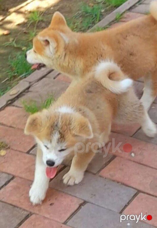 Yapon Akita-inu — Köpəklər, Bakı (5)
