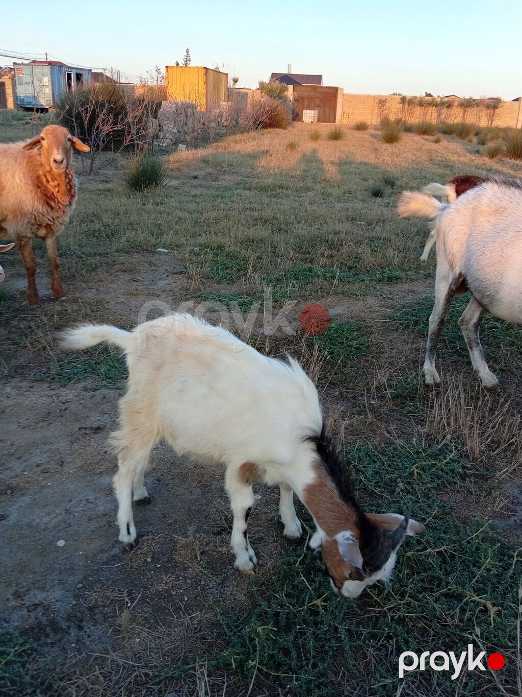 Erkək, il: 1, 15 kq, Damazlıq, Ünvandan götürmə — Kənd təsərrüfatı heyvanları, Bakı (2)