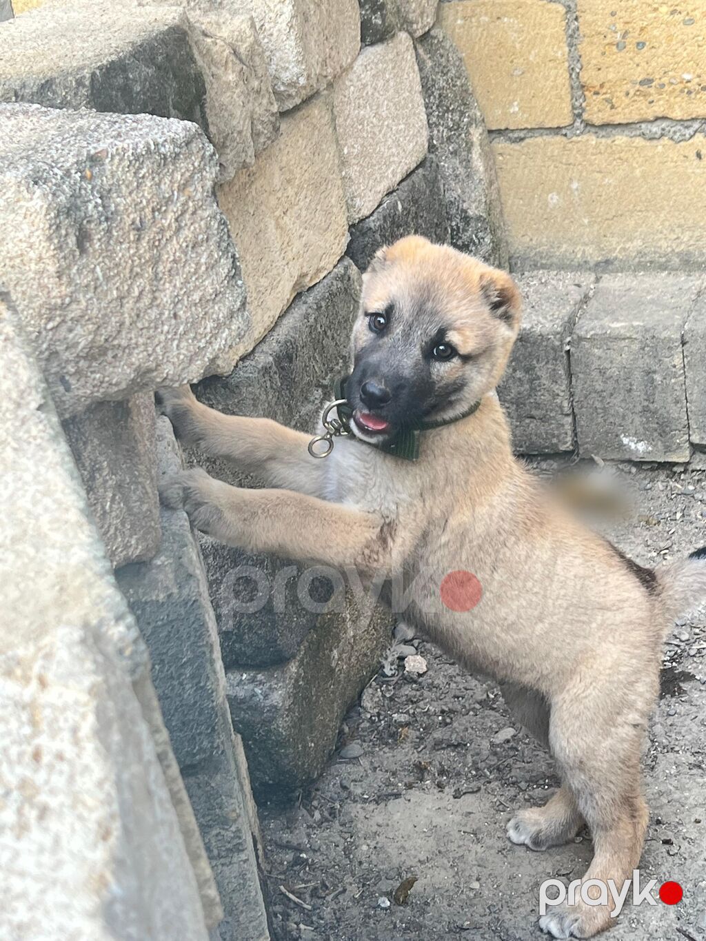 2 ay, Erkək — Köpəklər, Quba (2)