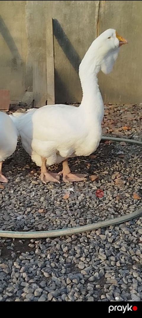 Salam — Göytəpə