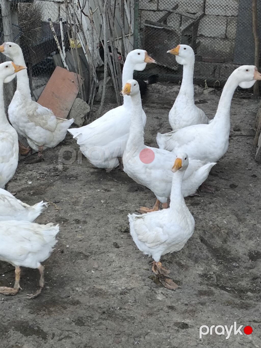 Ağ linda qazlar – boyukler ve balacalar var yerli fermada bəslənmiş — Digərləri, Bakı (2)