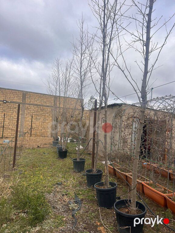 Çinar ağacı — Bitkilər, Bakı (2)
